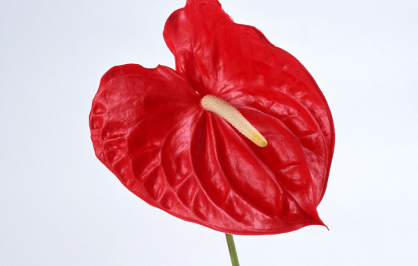 Красный Anturium, Цветы
