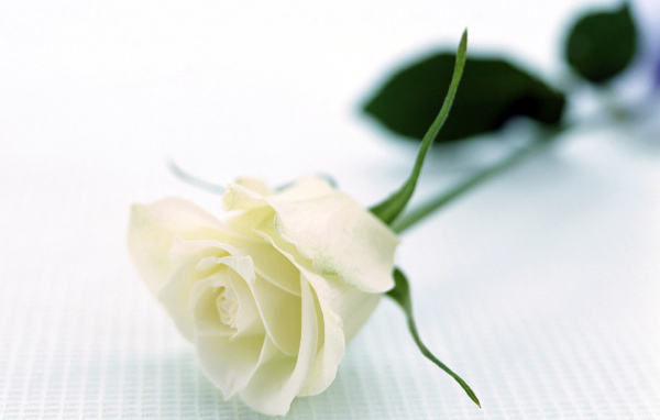 Отдых с розой