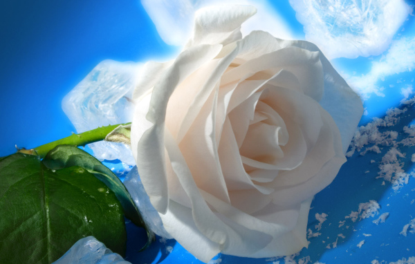 роза и Лед, Цветы