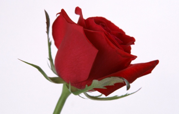 Цветок розы