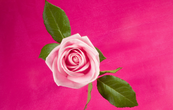 Темно розовая Роза