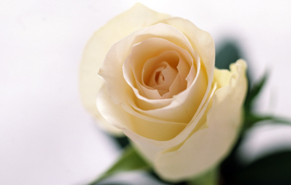 Запах роз, Цветы