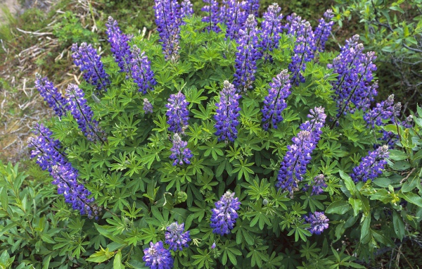 Королевский расцвет, Цветы