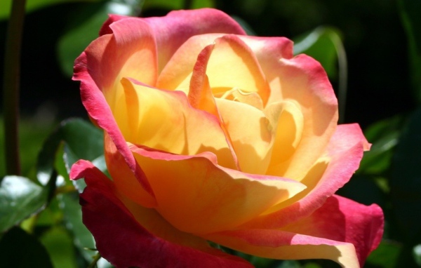 Секретная любовь, Цветы