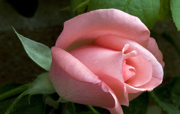 Застенчивое чувство, Цветы