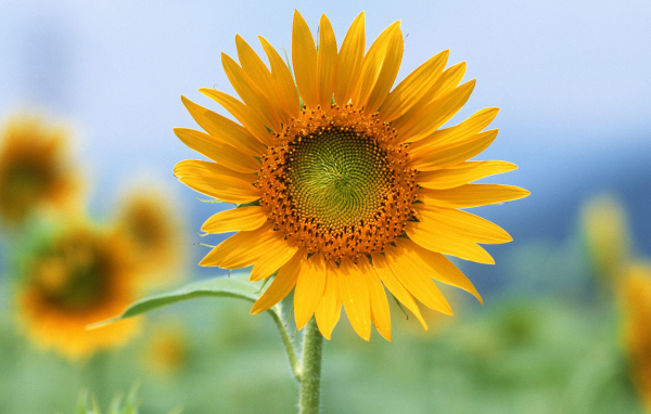 Единственный, Цветы