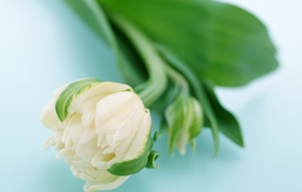 Сонный цветок, Цветы