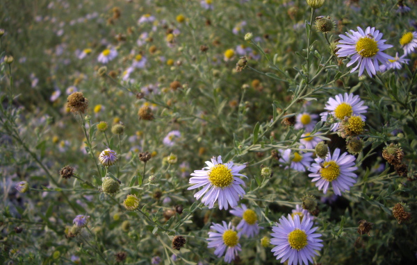 Маленькие Цветы