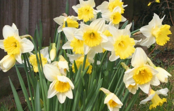 Весенние Нарциссы, Цветы