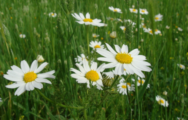 Весенние Цветы