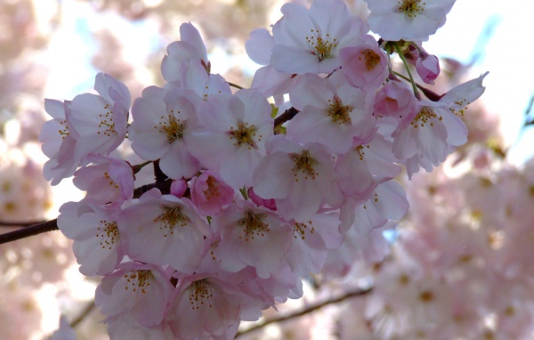 Весенний пучок, Цветы