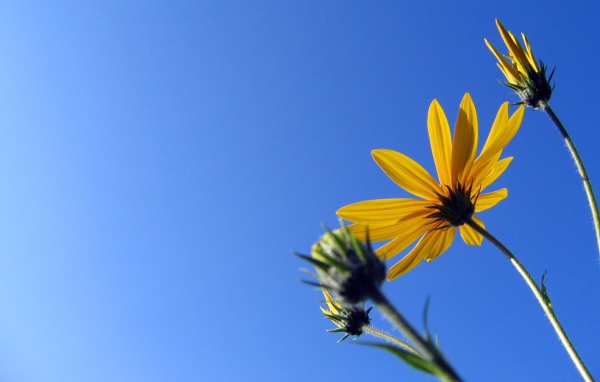 Солнечный Camilles, Цветы