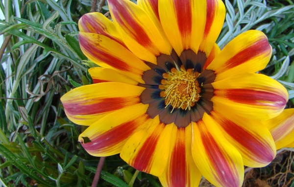 Солнечный день, Цветы