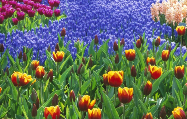 Поле тюльпанов, Цветы