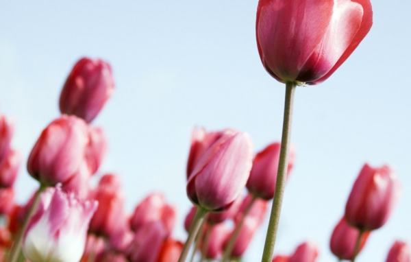 Тюльпаны, Цветы