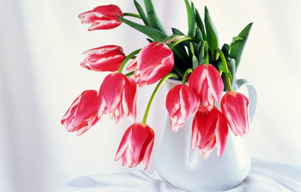 Бутоны тюльпанов, Цветы