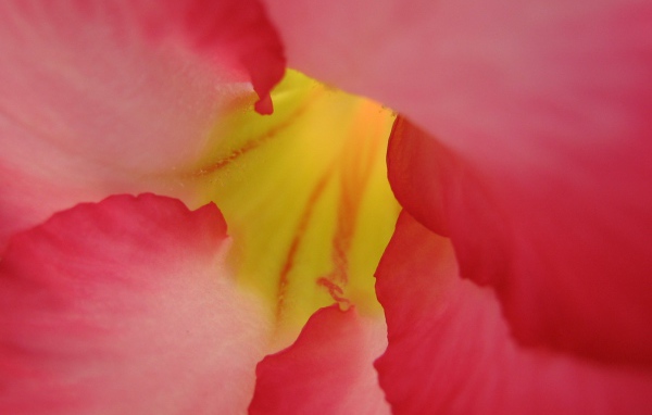 Под лепестками, Цветами