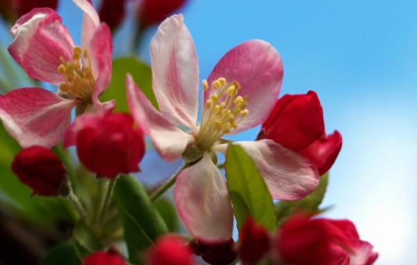 Разворачивание, Цветы