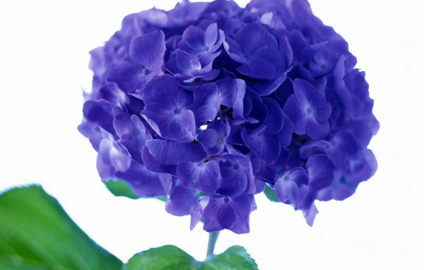 Фиолетовый цветок, Цветы