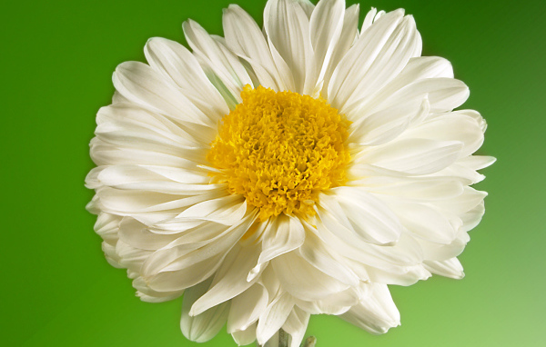 Белый и желтый, Цветы