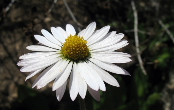 Белый хороший цветок, Цветы