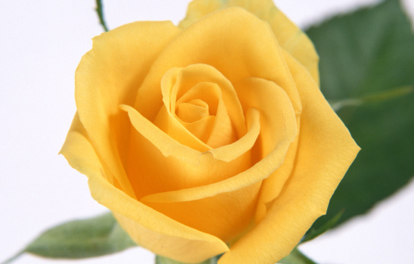 Желтые лепестки розы, Цветы