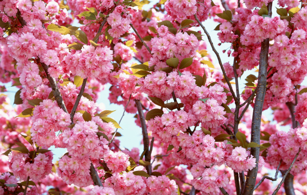 Розовые цветы