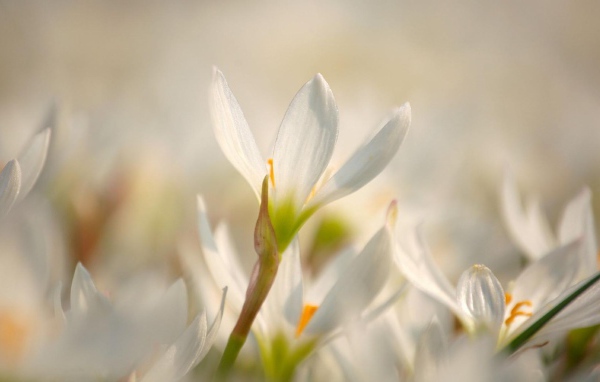 Красивый цветок