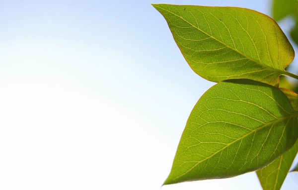 Весенние листья