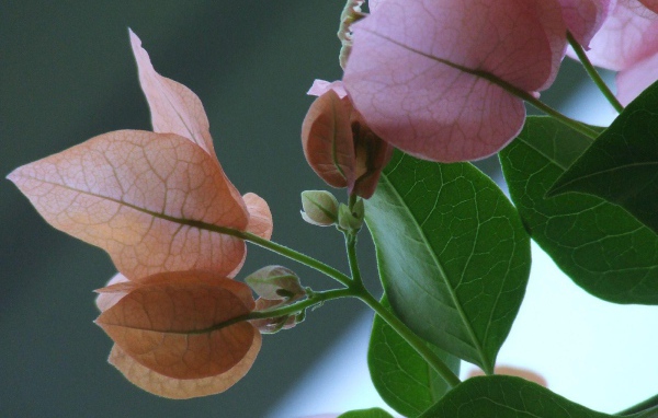 розовый зеленый цвет, Цветы