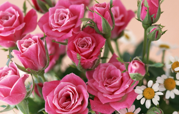 красные розы, Цветы