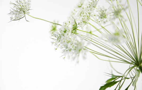 белые цветы, Цветы