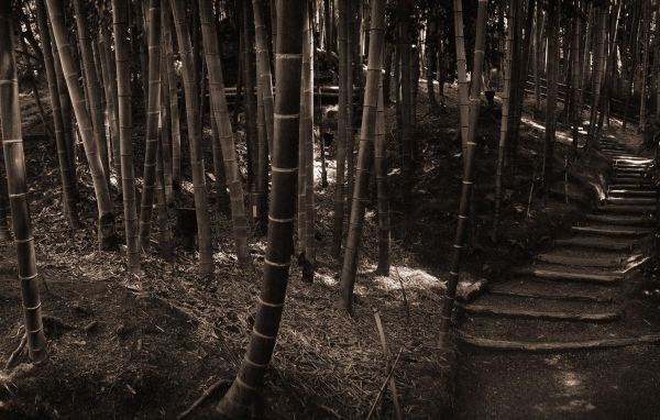 Бамбуковый лес