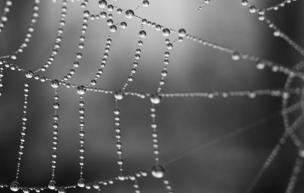 Серая паутина