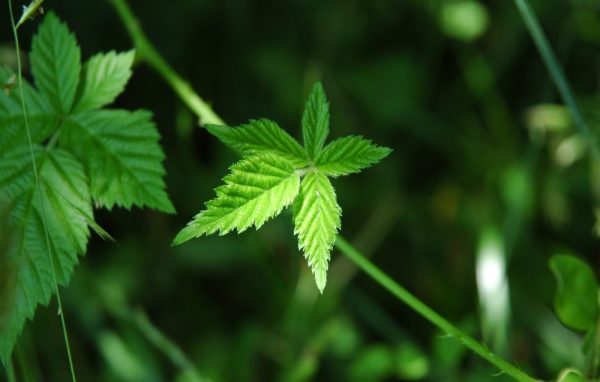 Несколько зеленых листков