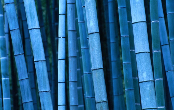 Синий бамбук