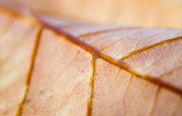 Коричневый лист