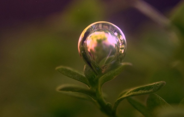 Пузырь на растении