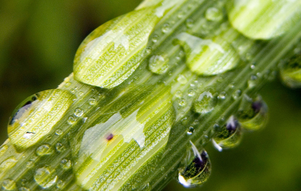 Пузыри на стебле