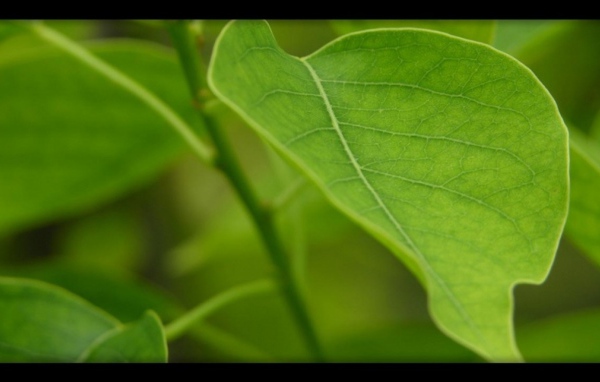 Китайское масло