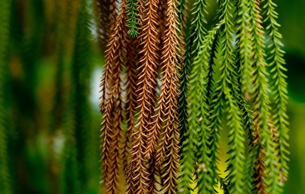 Альпинисты