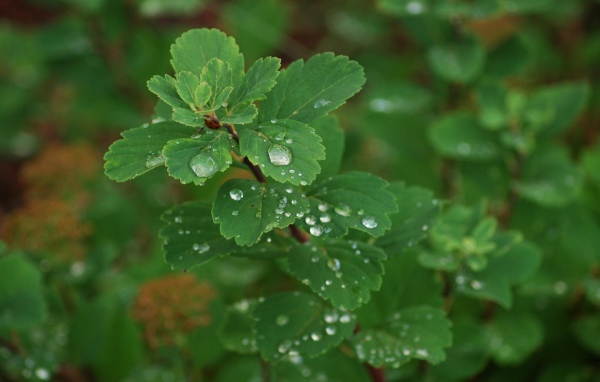 Роса на листьях