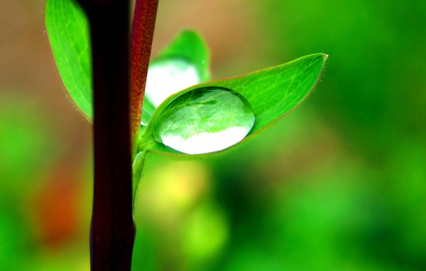 Капля на маленьком листке