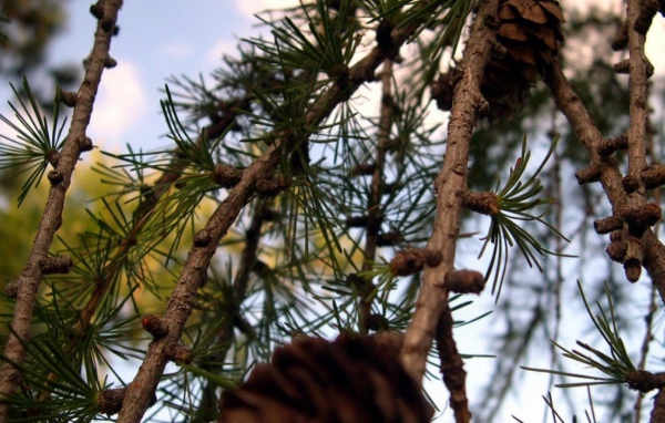 Моменты ели