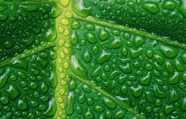 Новый зеленый цвет