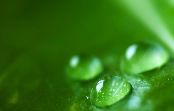 Зеленая роса