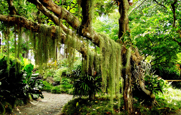 Зеленый лес