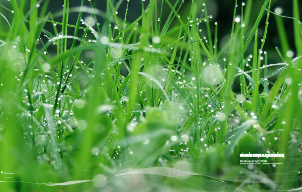 Зеленая травка