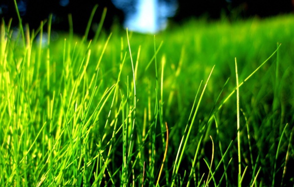 Зеленая трава