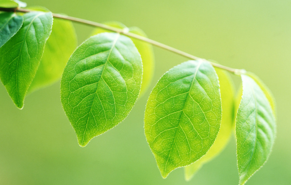 Зеленое потомство